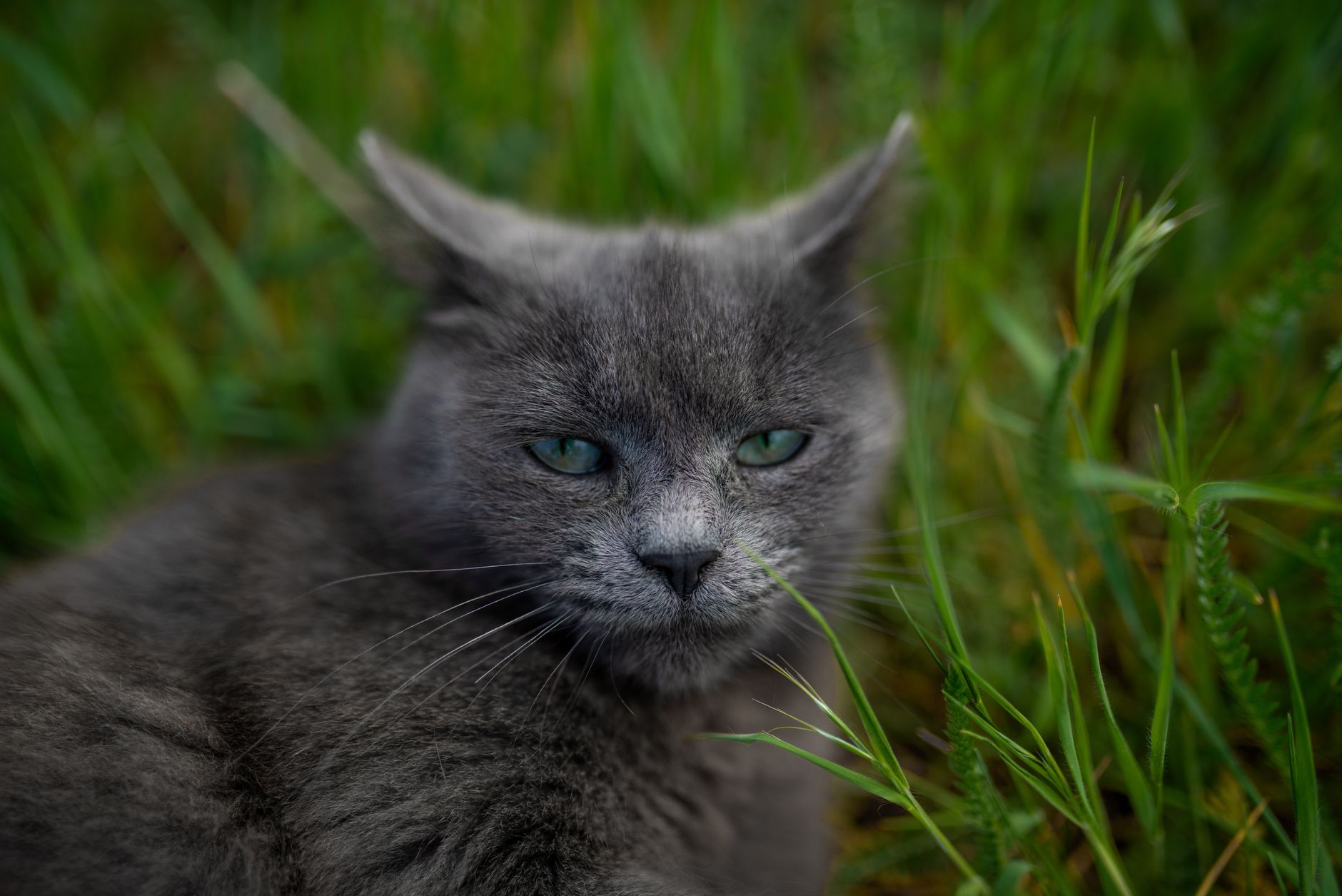 Complément alimentaire chat naturel : mon top senior