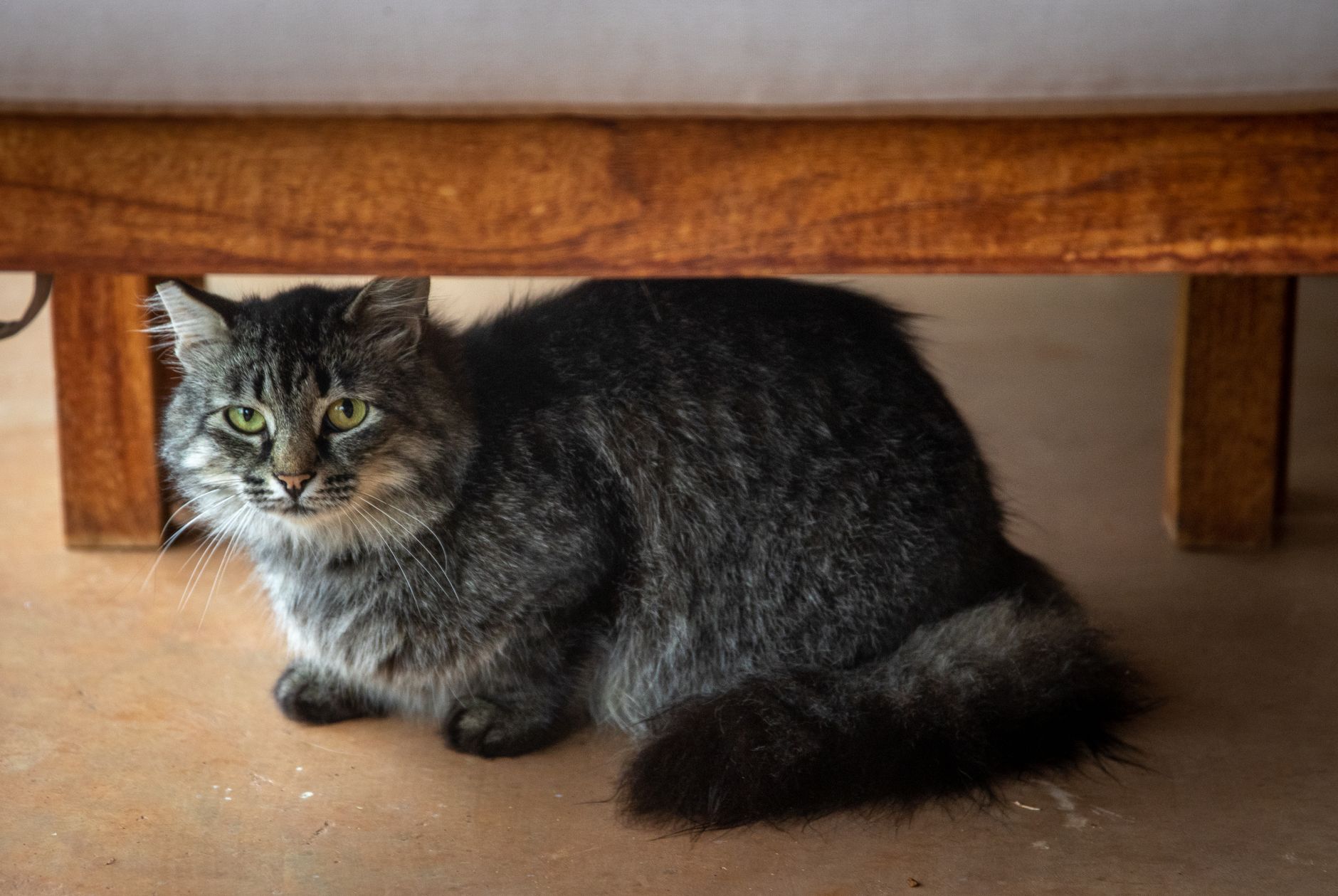 Chat allongé au sol dans un salon, l’air distant