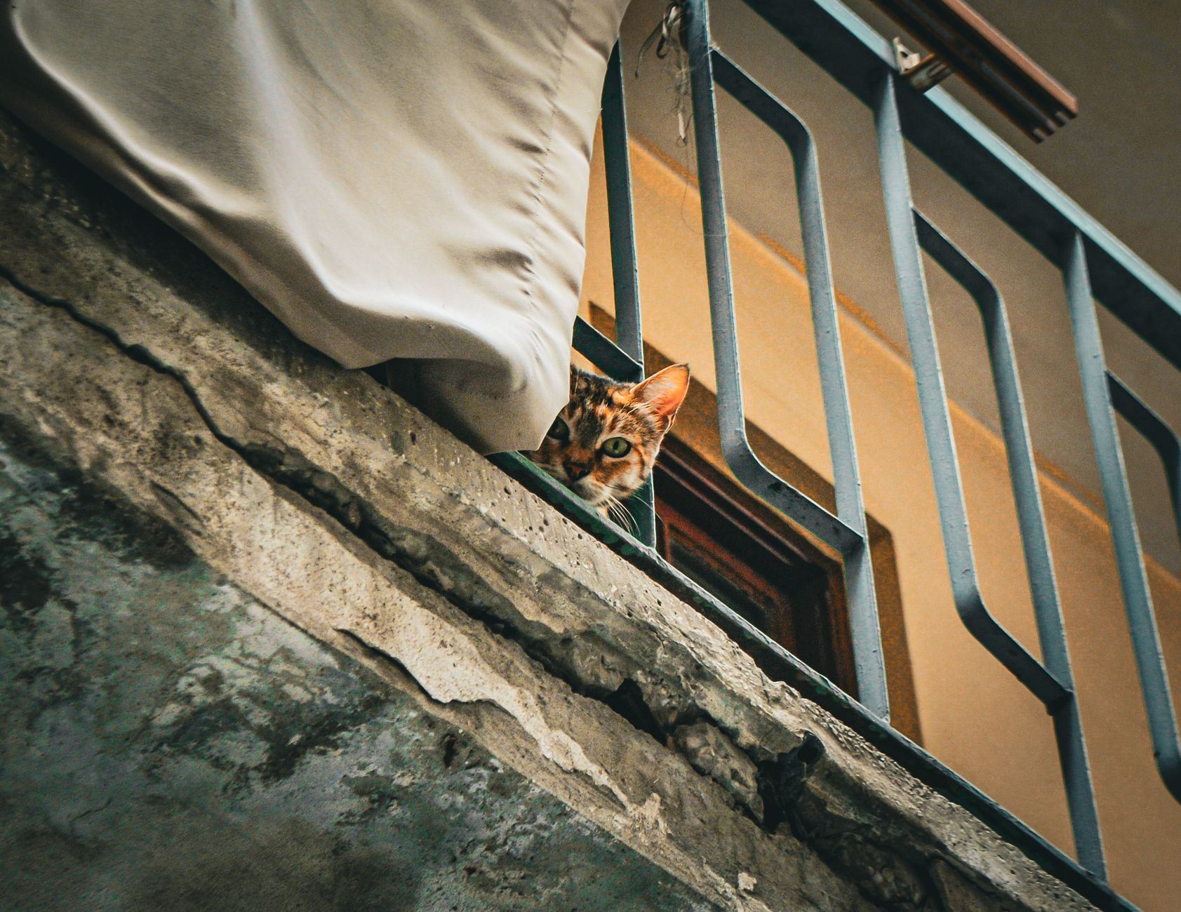 Chat installé sur un rebord de fenêtre qui regarde dehors