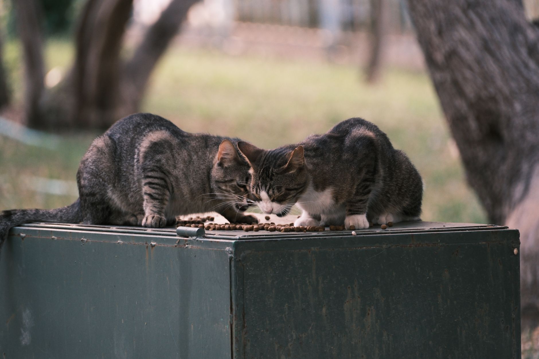 Alimentation du chaton mois par mois : le guide