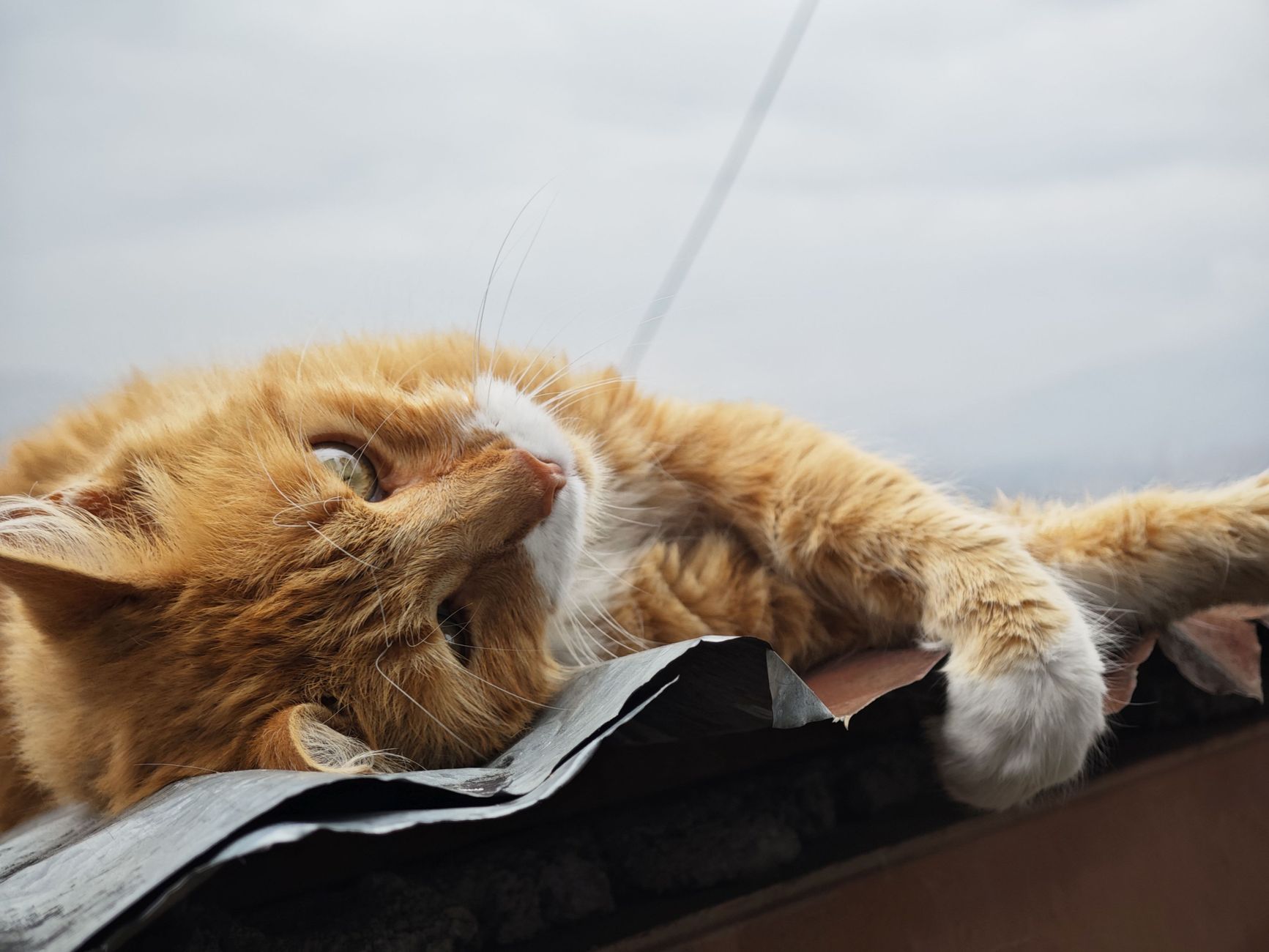 Arthrose du chat : la soulager naturellement