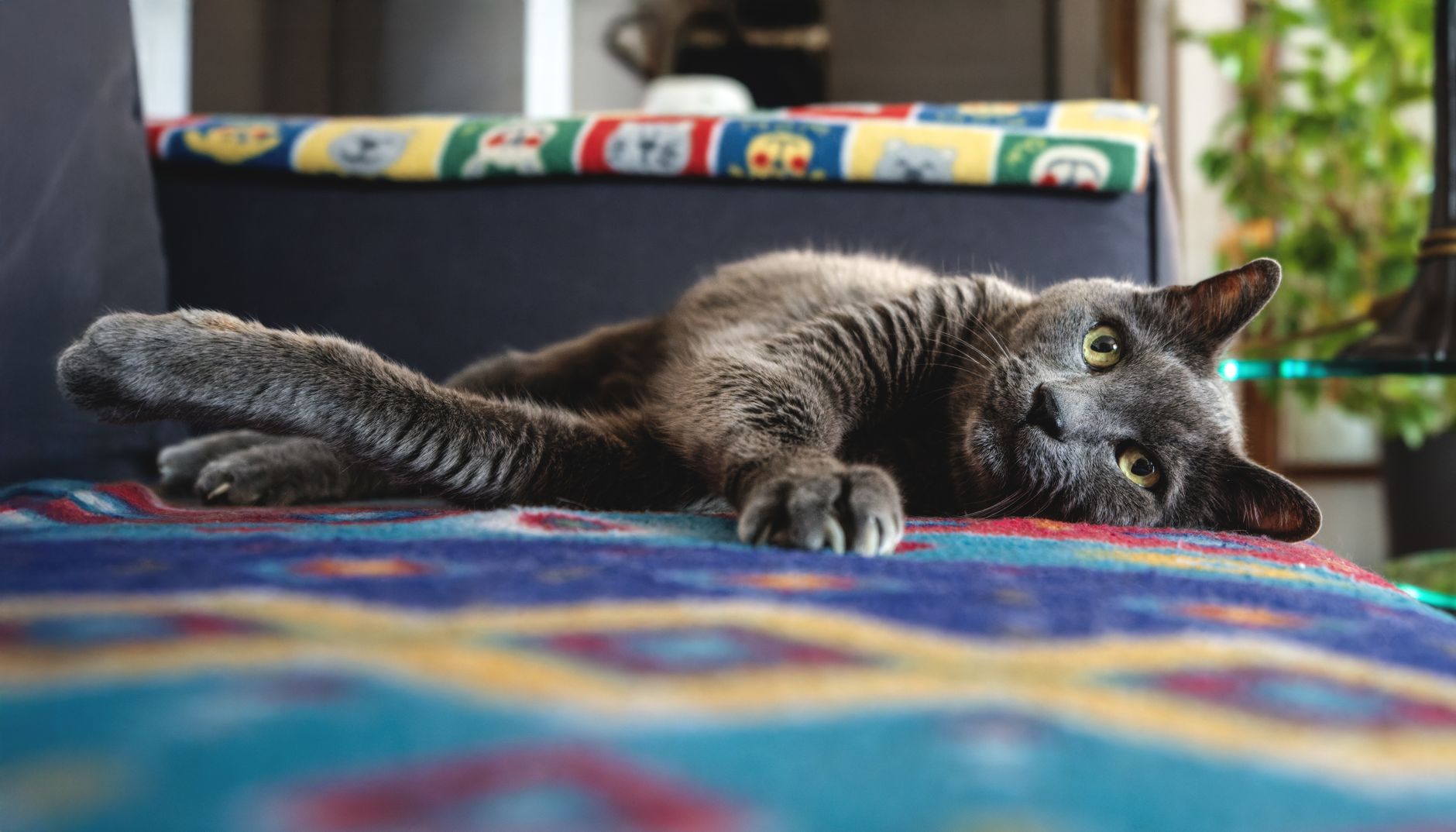 Chat senior qui maigrit : causes et que faire