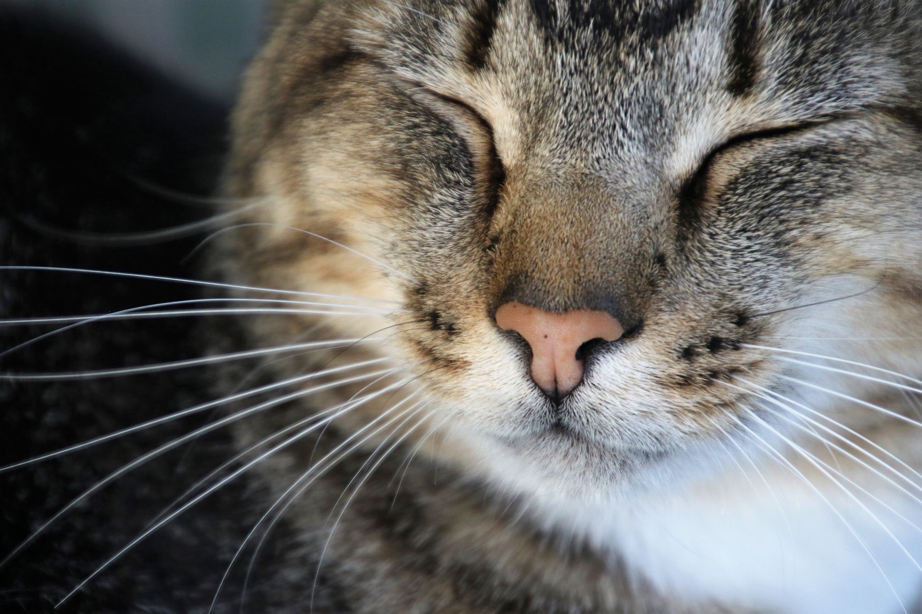 Insuffisance rénale chat : accompagner au naturel