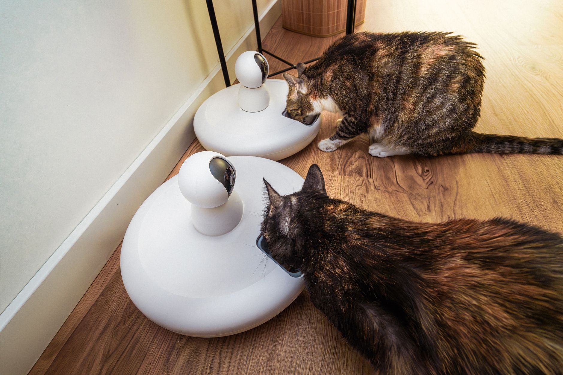 Deux chats mangent devant des distributeurs de croquettes automatiques