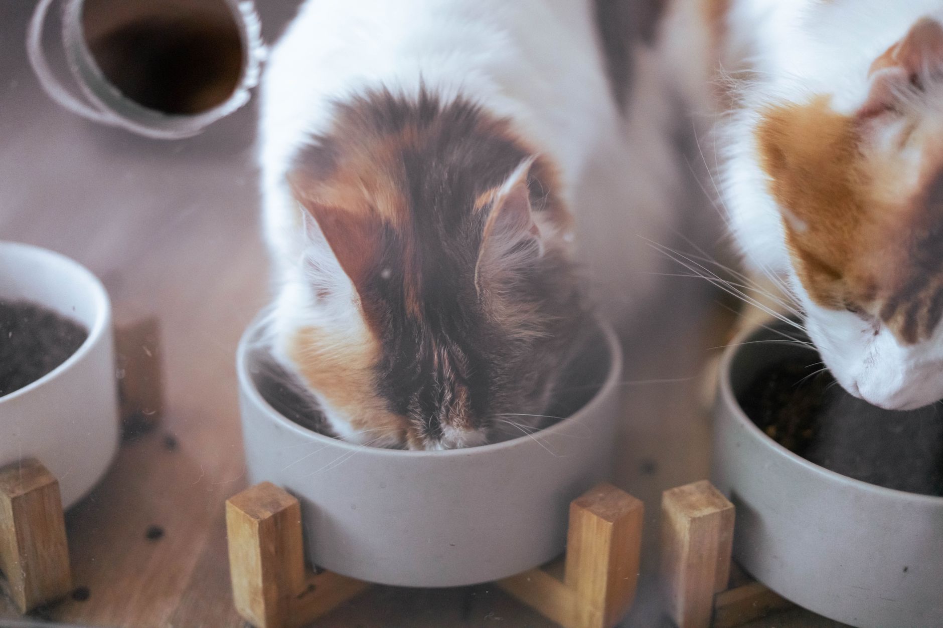 Deux chats mangeant chacun dans sa gamelle