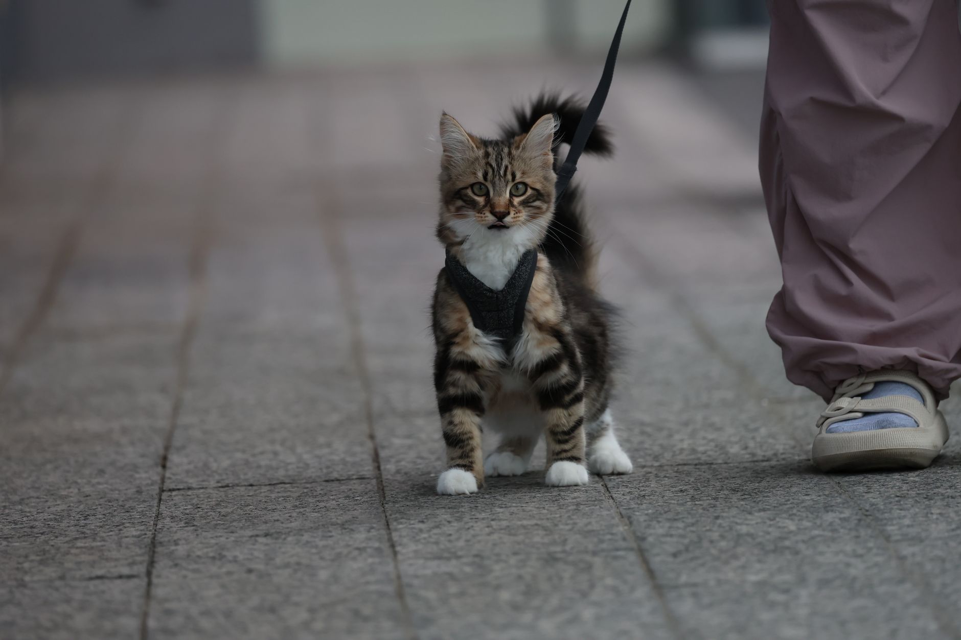 Chat en harnais qui explore dehors en laisse