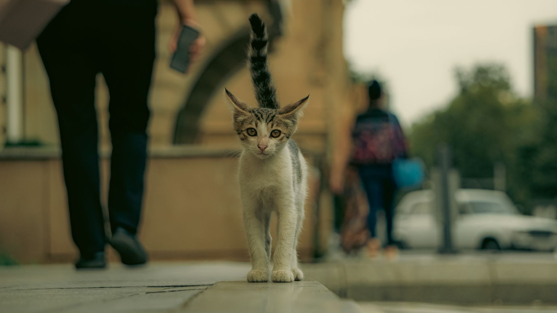 Comment socialiser un chaton : le guide de Sachat