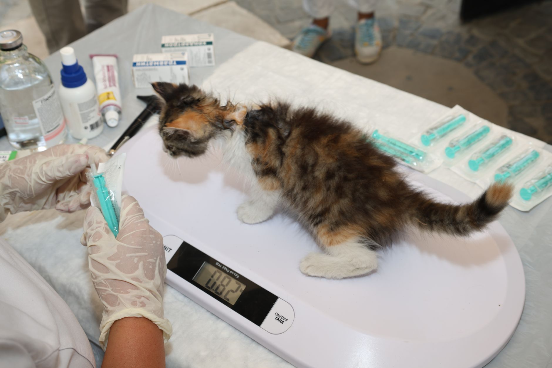 Vaccins du chaton et premiers soins : le guide