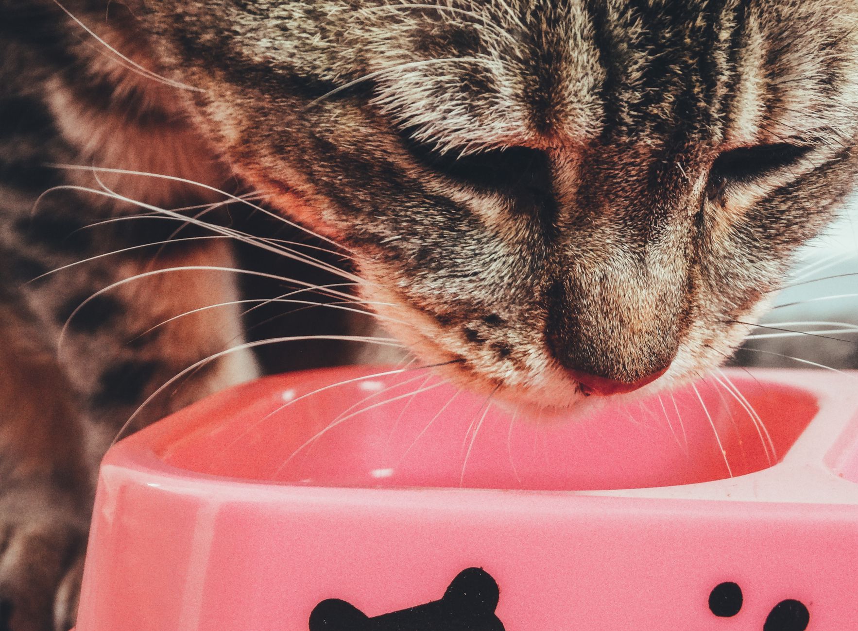 Alimentation chat senior : le guide complet de Sachat