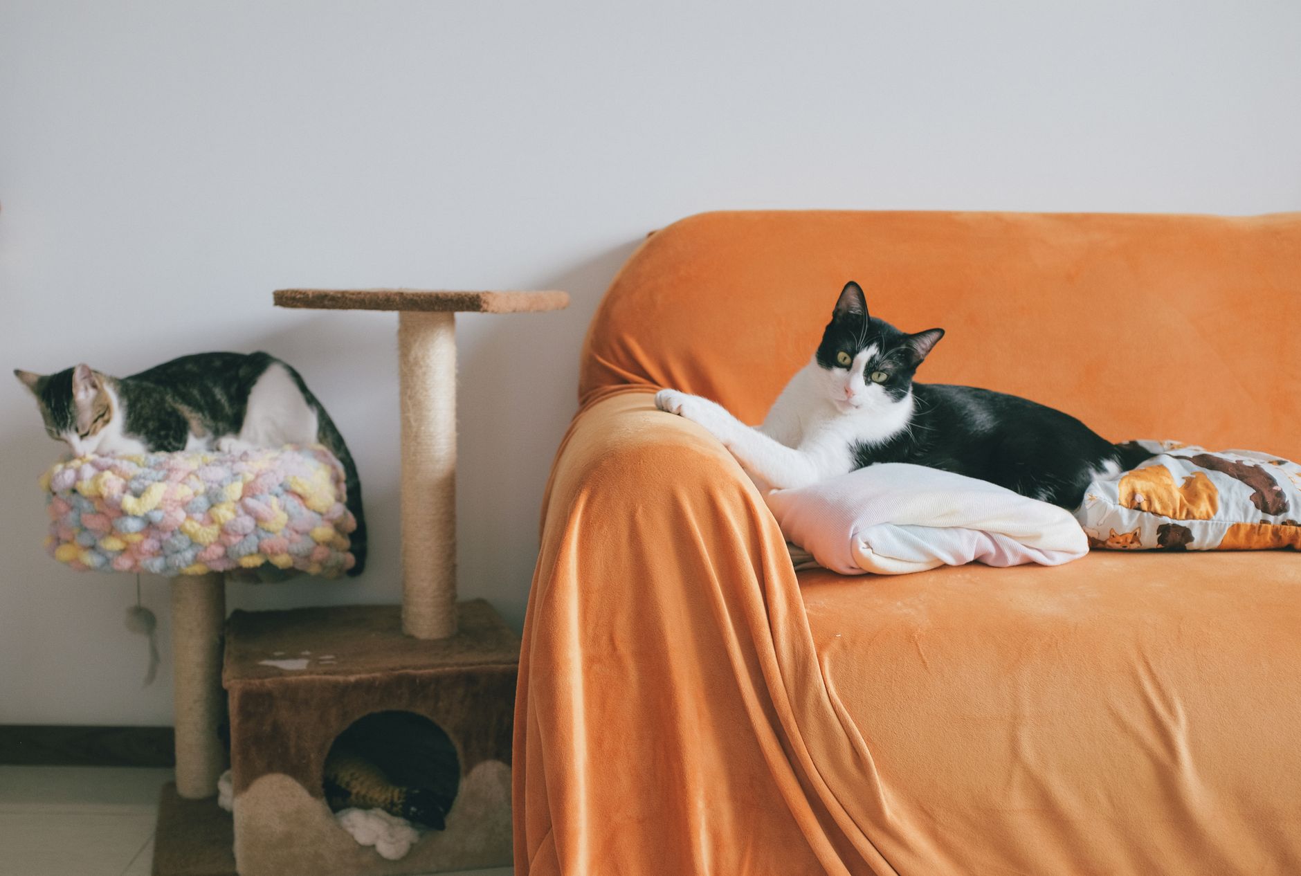 Pourquoi mon chat griffe les meubles ? Solutions