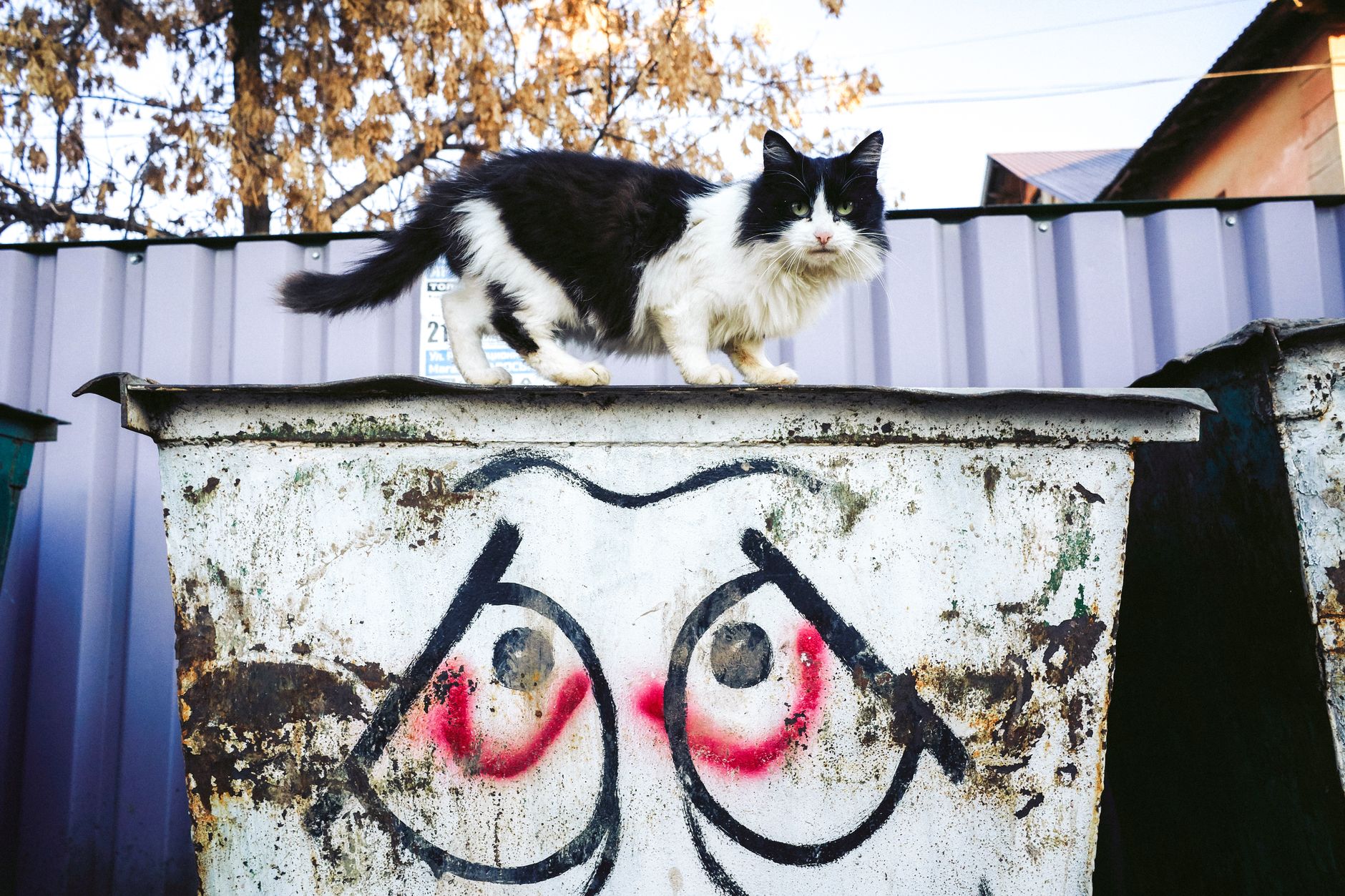Chat qui marque son territoire : 6 solutions qui marchent