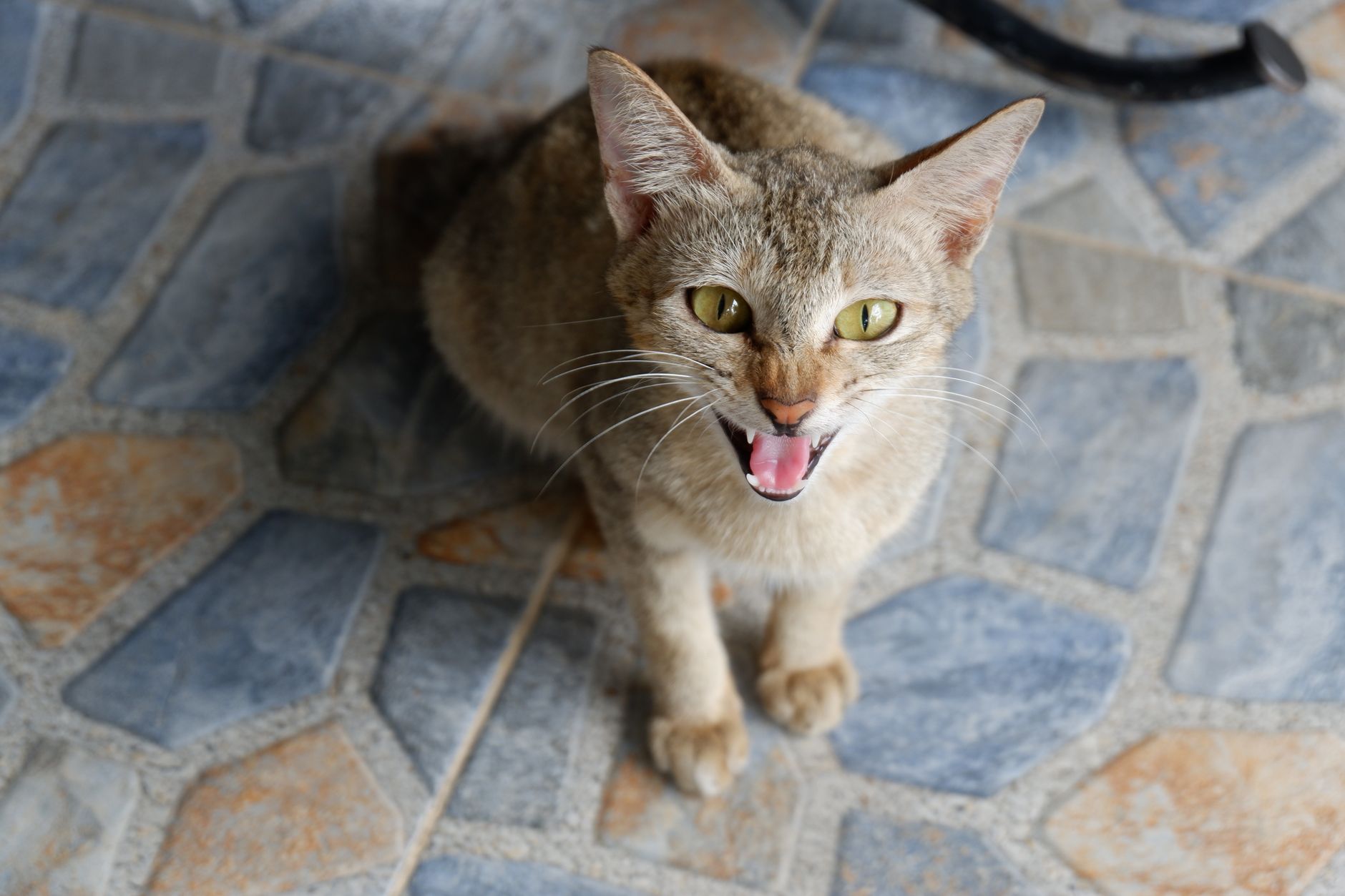 Agressivité du chat : comprendre et apaiser ton félin