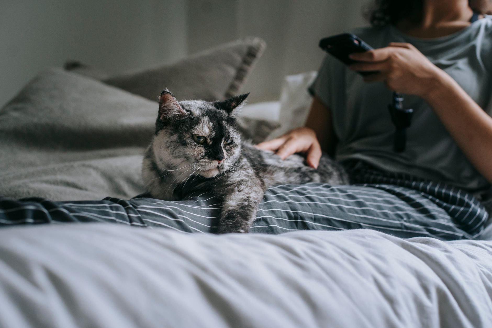Chat qui réveille la nuit pour manger : que faire ?