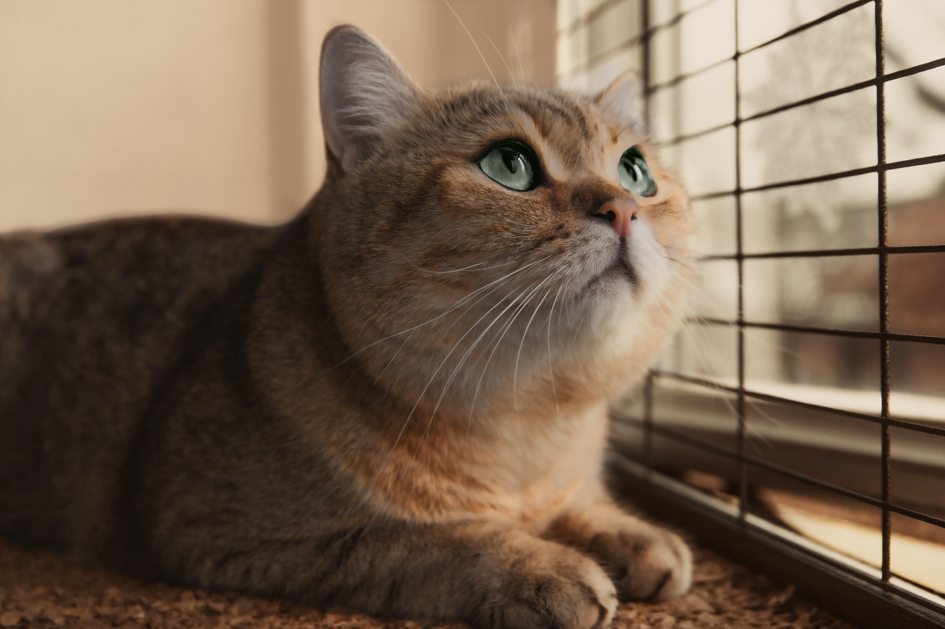 Chat d’intérieur qui s’ennuie : que faire pour l’occuper