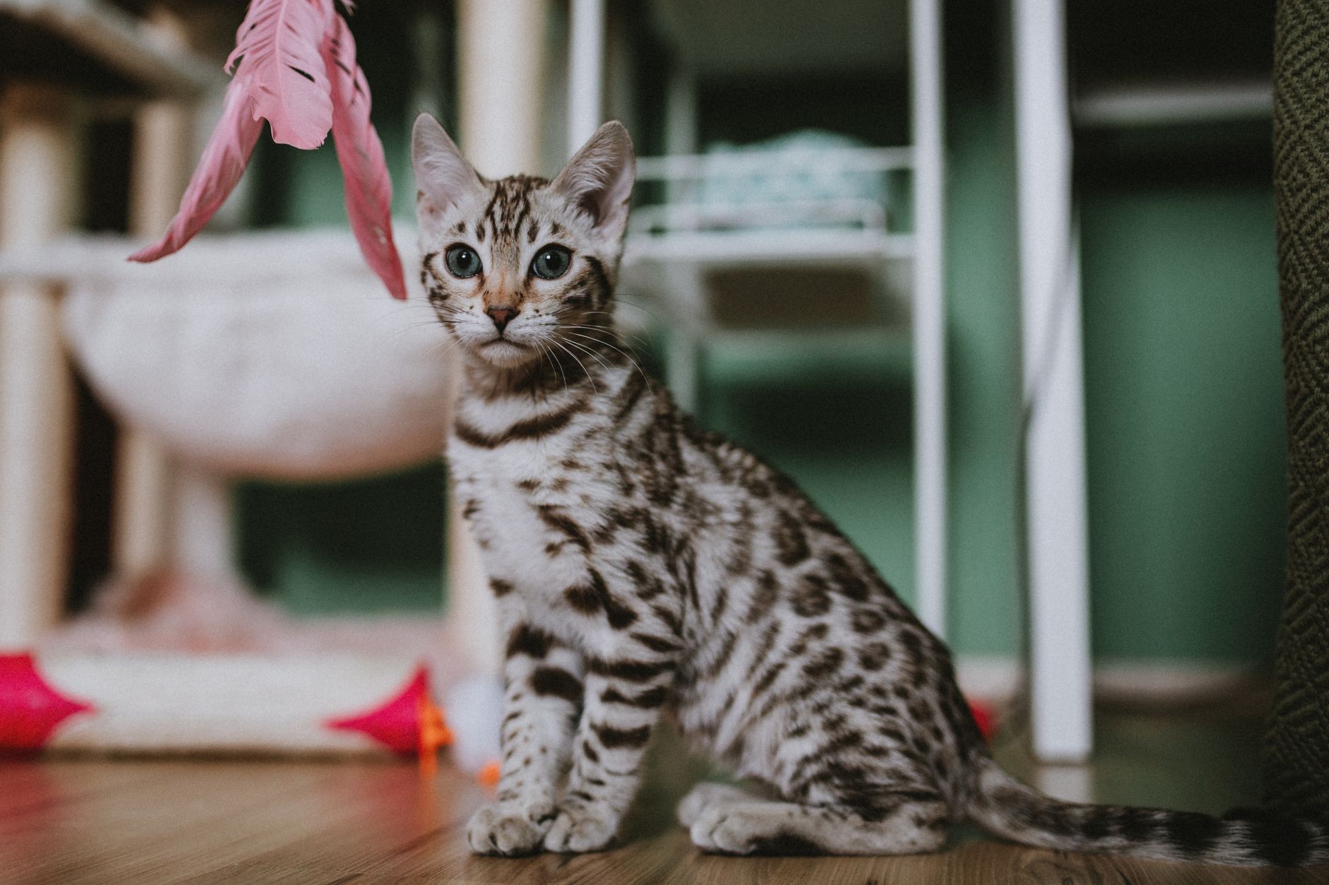 Exercice chat d’intérieur : 8 idées pour le bouger