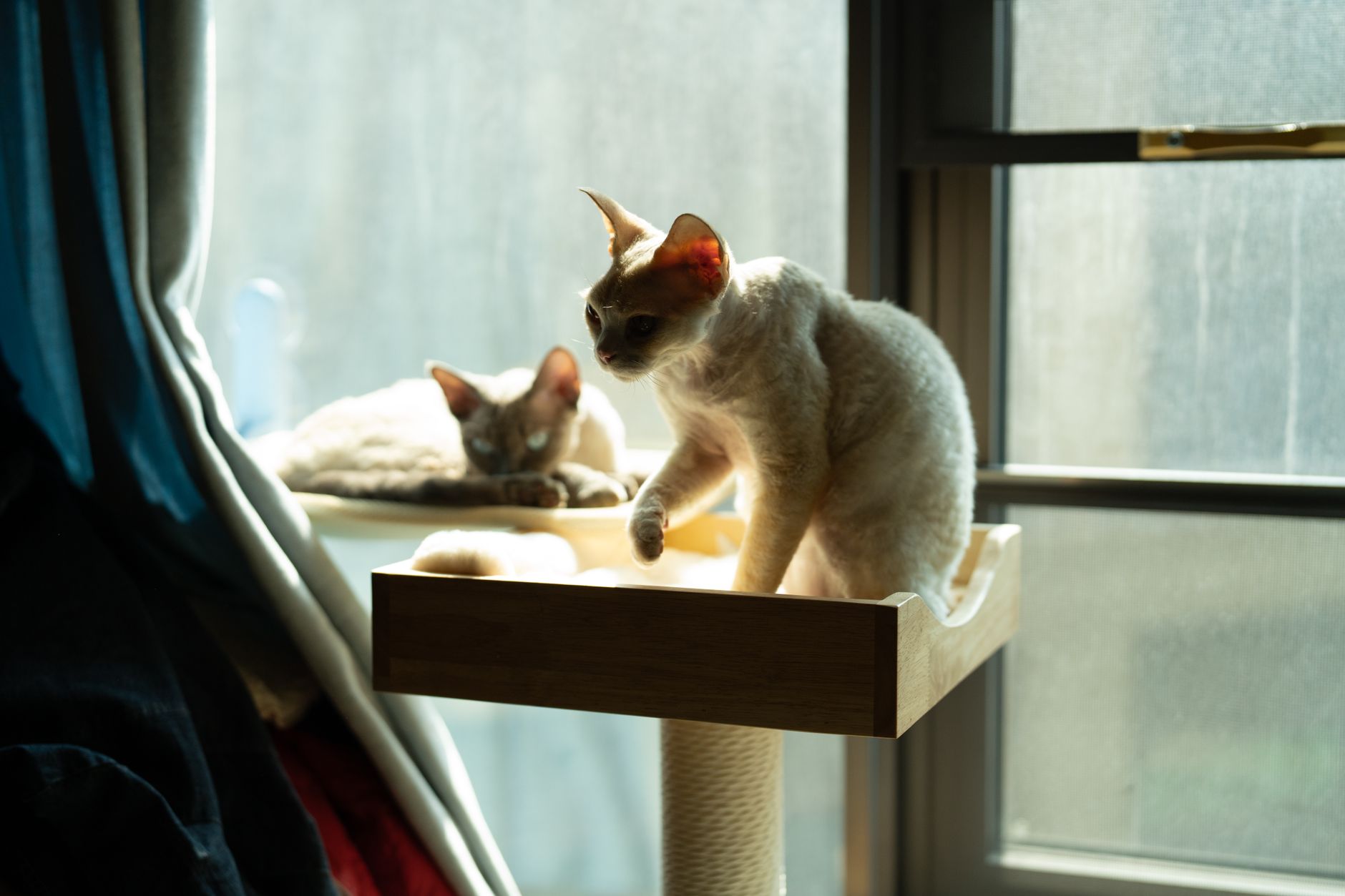 Aménager intérieur pour chat : le guide d’un pro