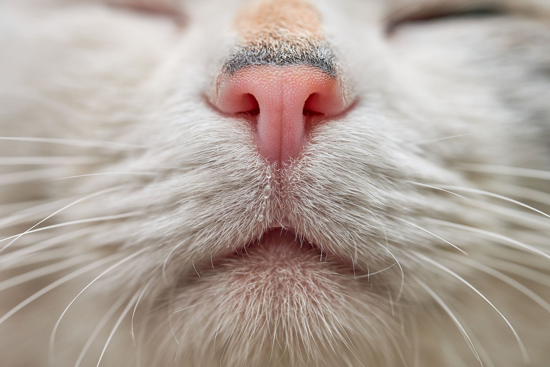 Mon chat qui éternue : causes et remèdes simples