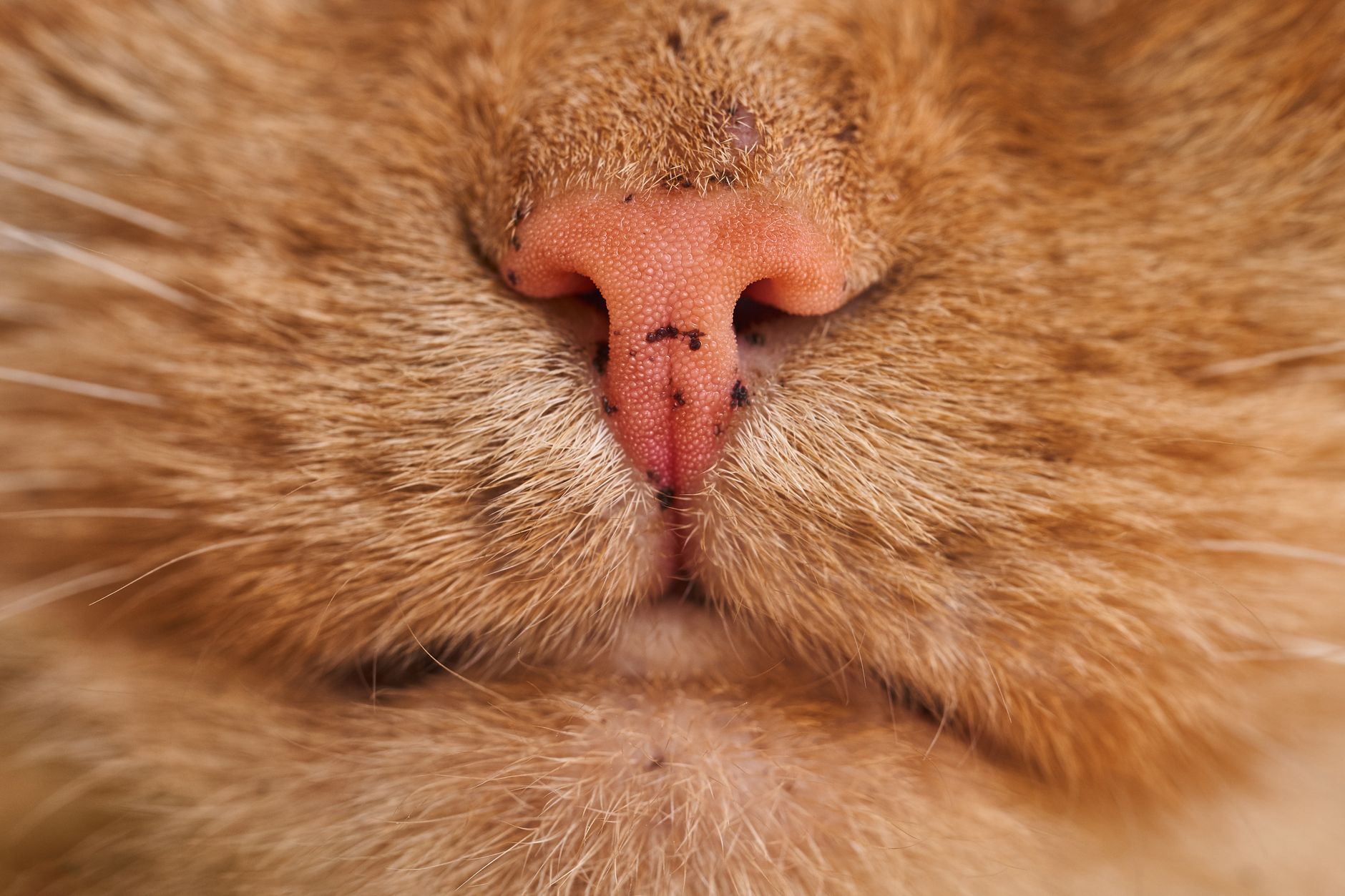 Chat qui bave : faut-il s’inquiéter ? Les vraies causes