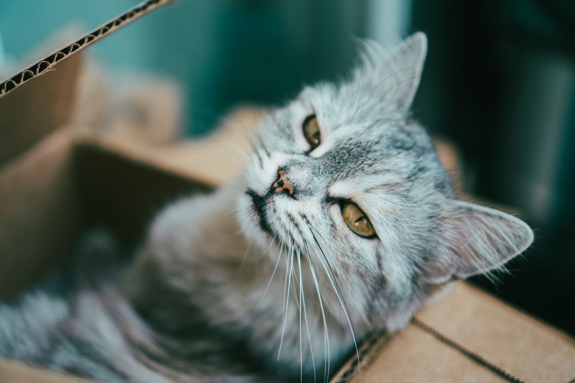 Chat constipé : solutions naturelles qui marchent