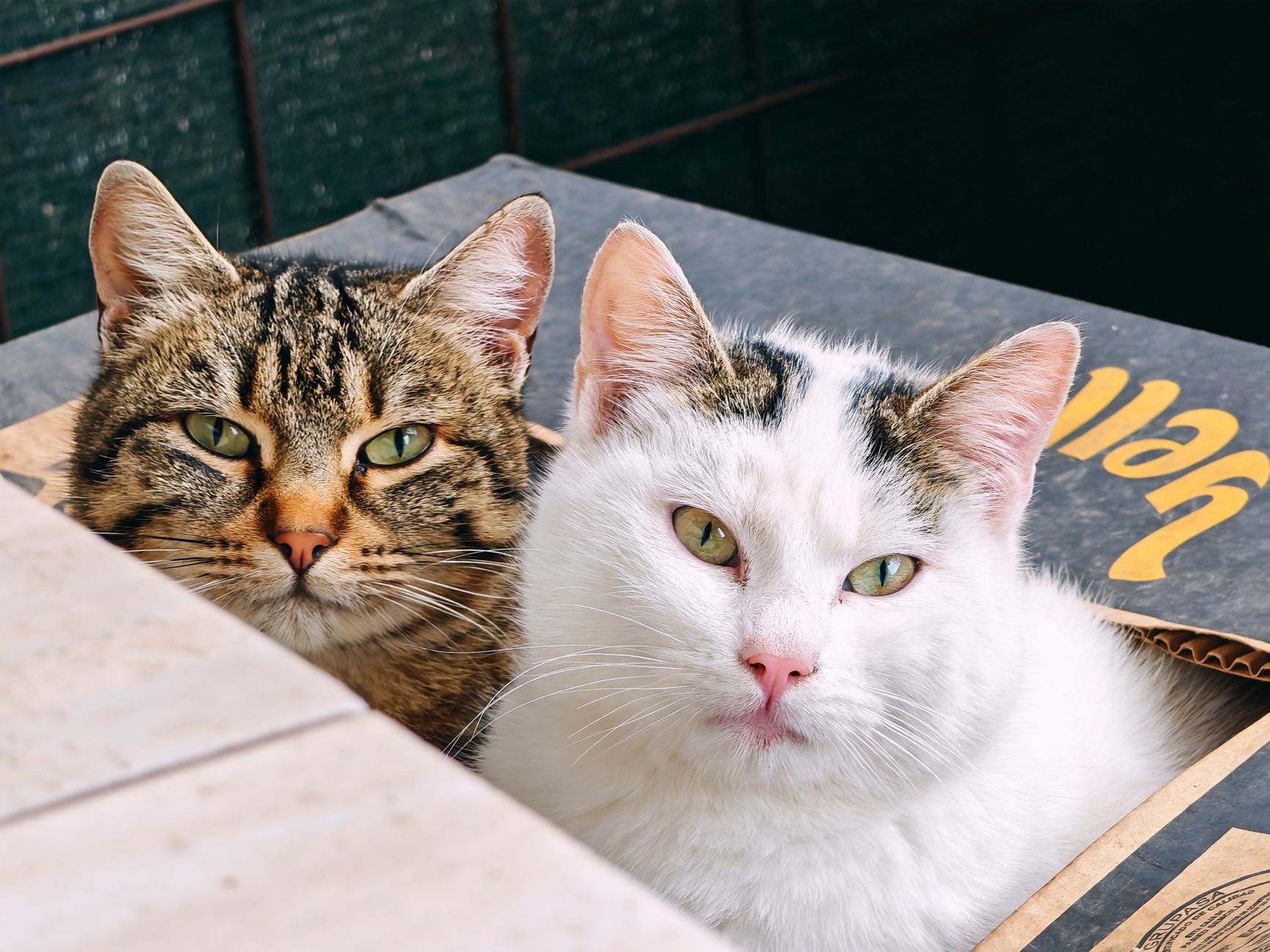 Chat sortant de son bac à litière