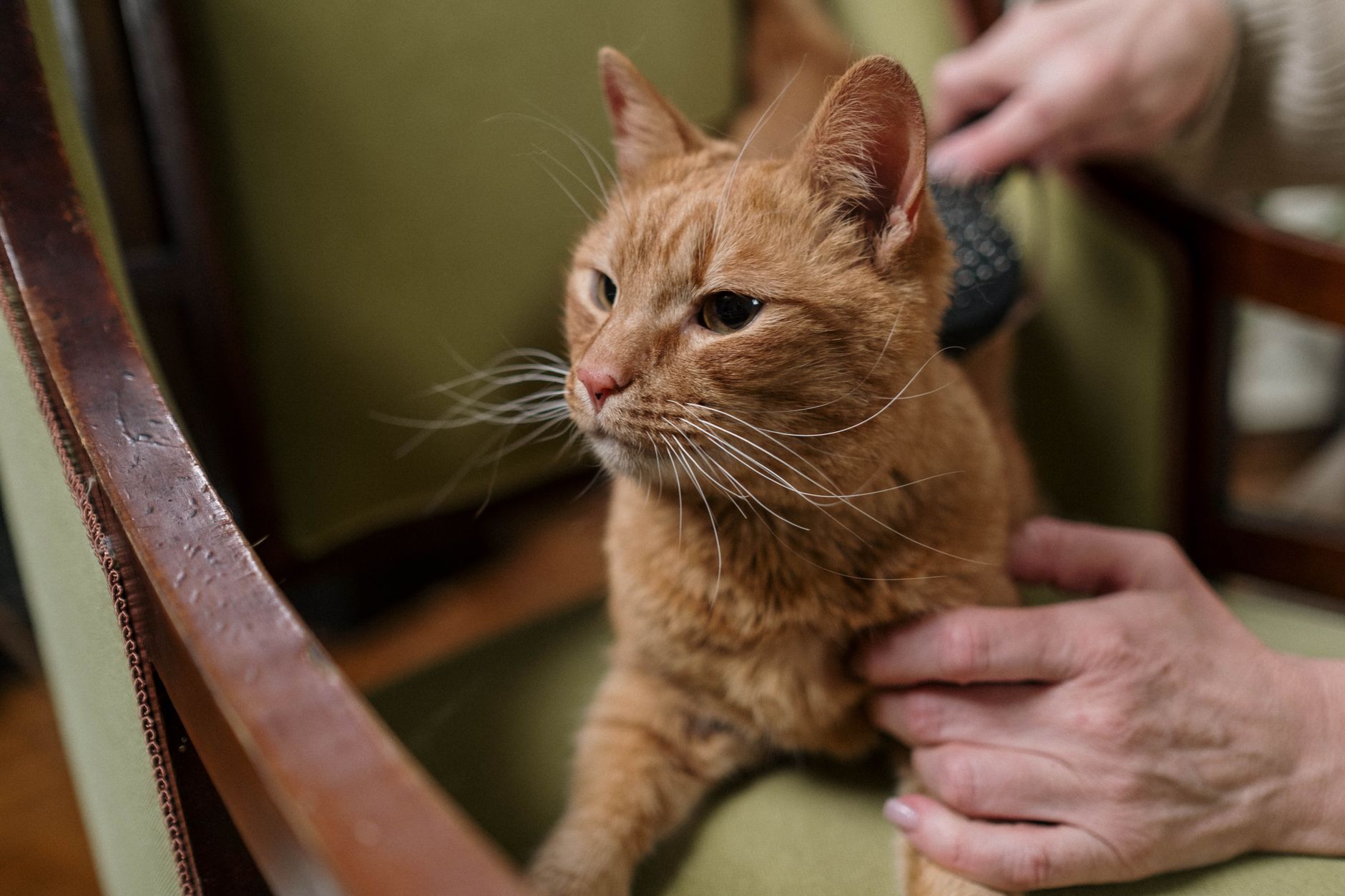 Chat à poil long brossé pendant sa mue