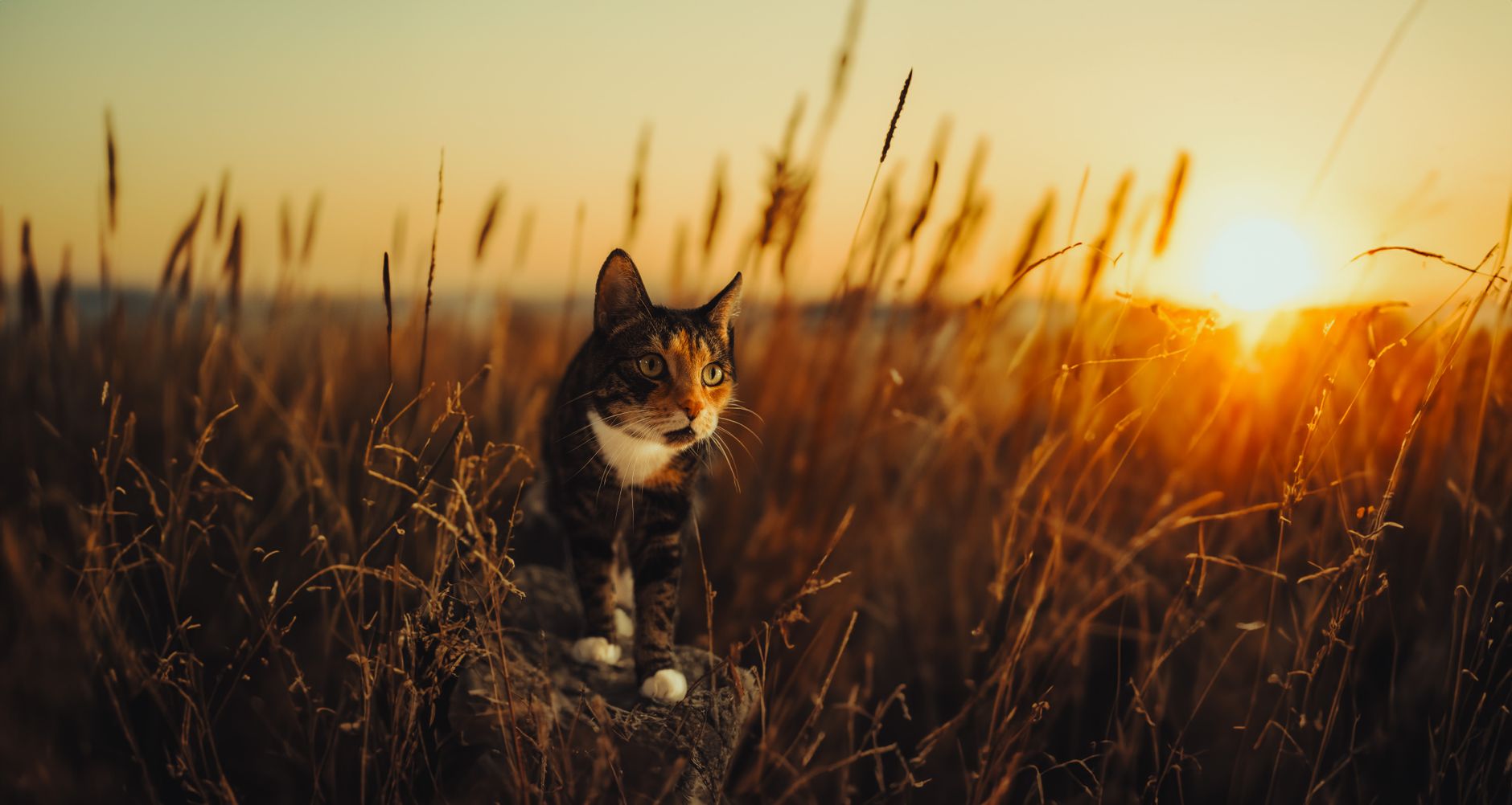 Chat qui traverse une herbe haute dans un jardin