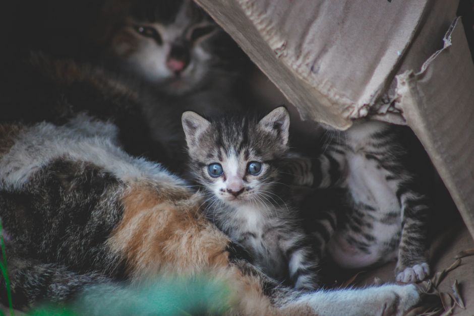 Chat près de son bac à litière