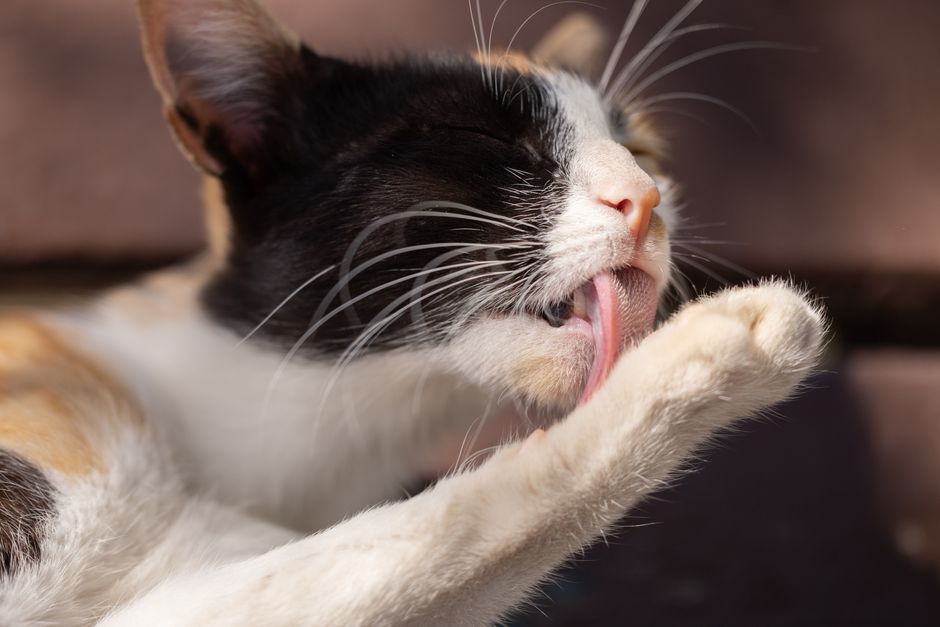 Chat se léchant le pelage