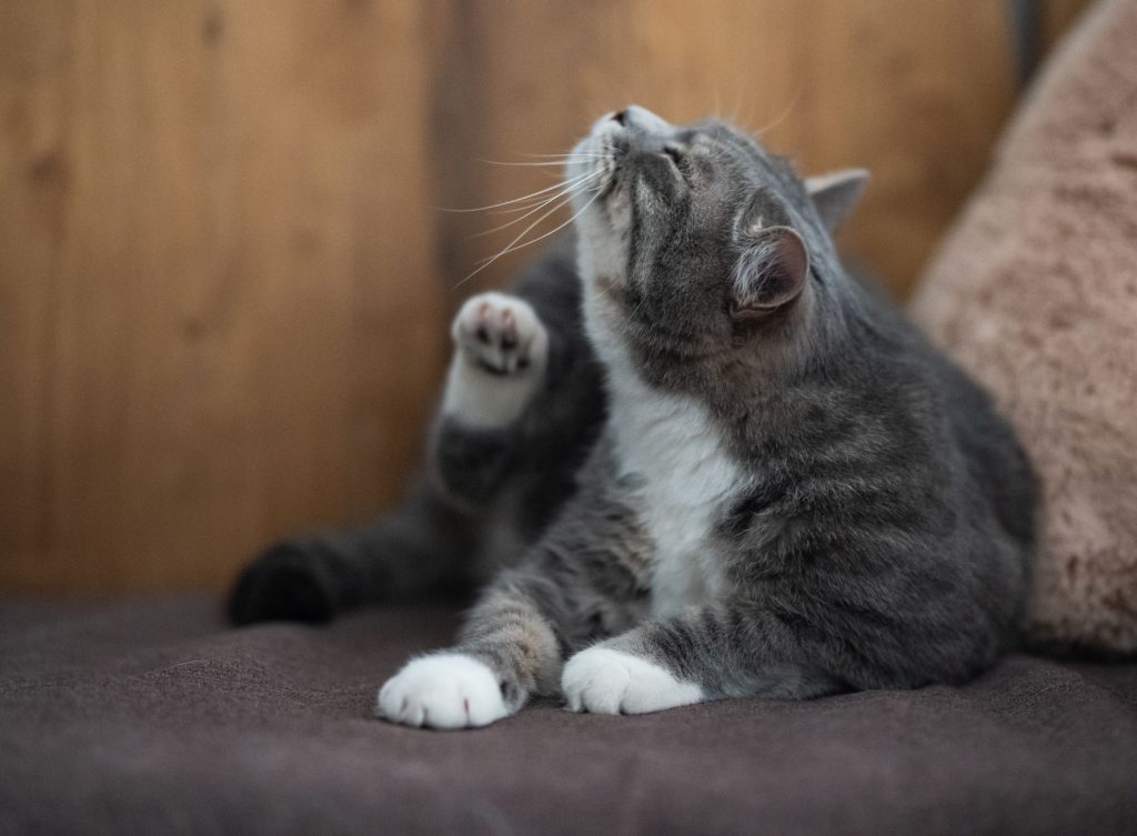 Allergies du chat : symptômes, causes et solutions naturelles (2026)