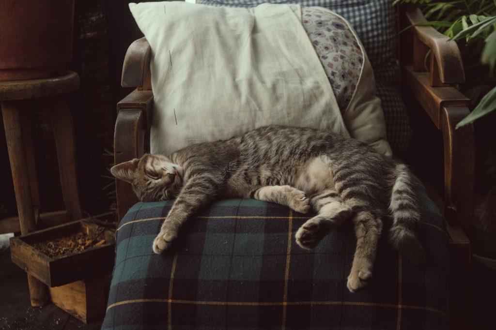 Solutions naturelles antistress pour chat : le guide complet de Sachat (2026)