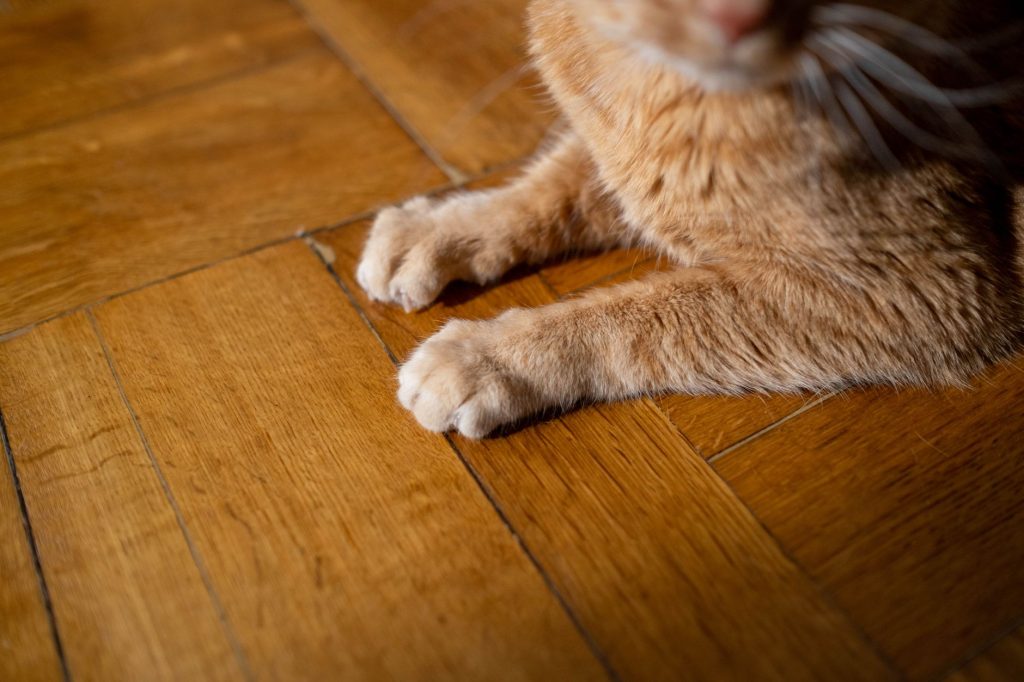 Remède naturel chat qui vomit : mon guide complet 🐾