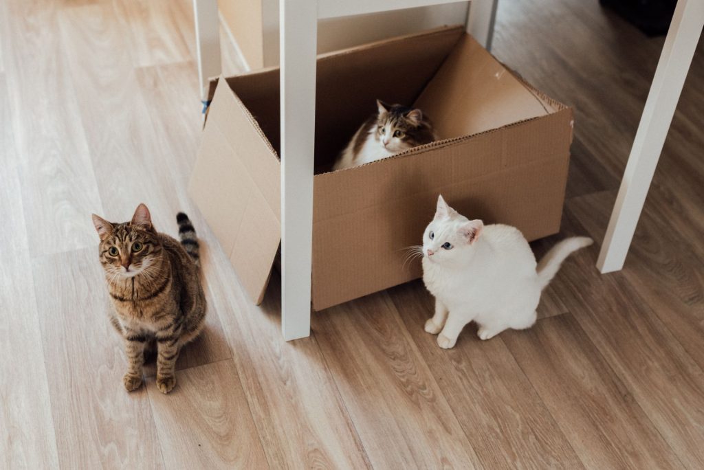 Recette pâtée maison chat : 5 idées saines et faciles