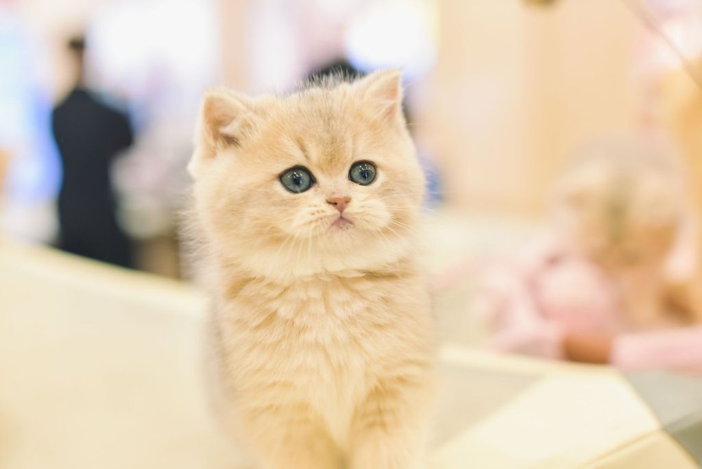Aliments interdits pour les chats : la liste à connaître