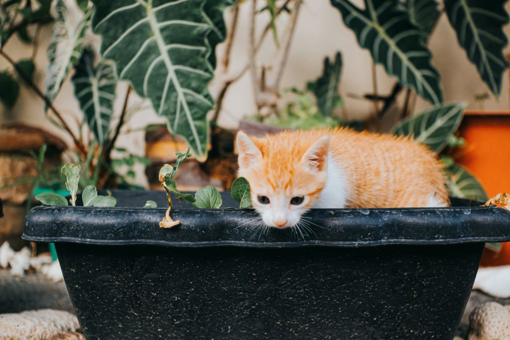Meilleure litière naturelle chat : comparatif 2026