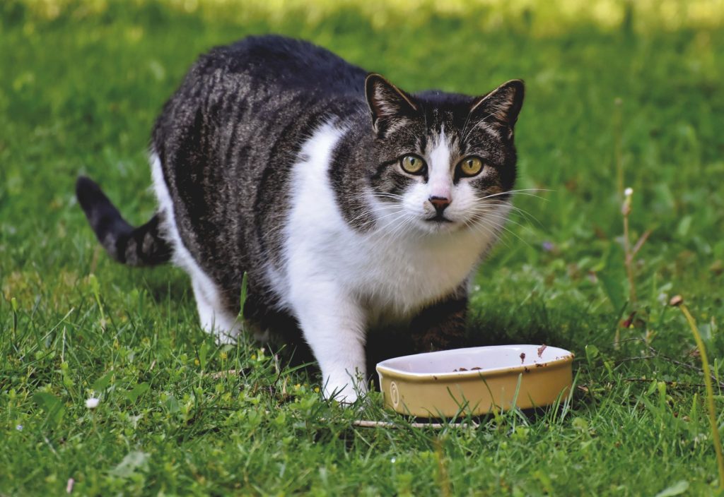 Croquettes Bio Chat : Comparatif des 5 Meilleures 2026