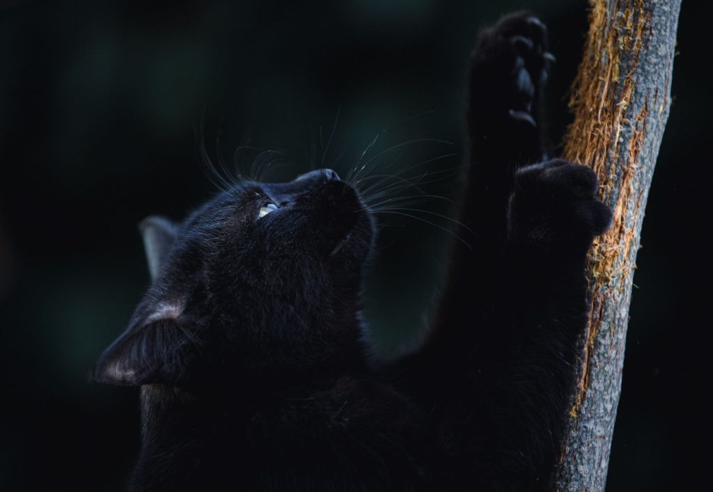 Anti Puce Chat Naturel : Comparatif Avis 2026