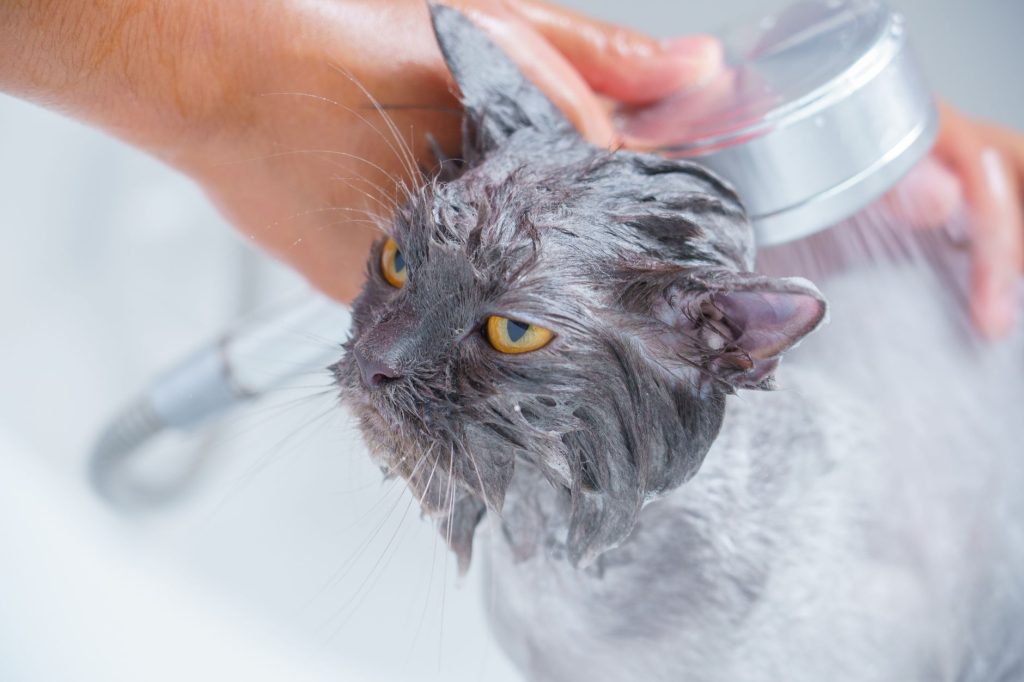 Meilleur Shampoing Naturel pour Chat : Top 5 Testé