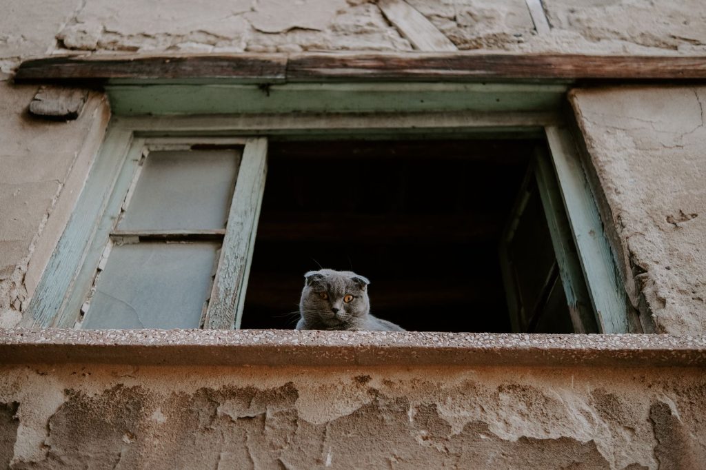 Chat qui miaule la nuit : solution et causes expliquées
