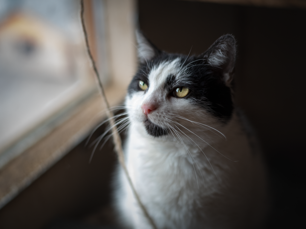 Vermifuge naturel chat : guide complet top produits
