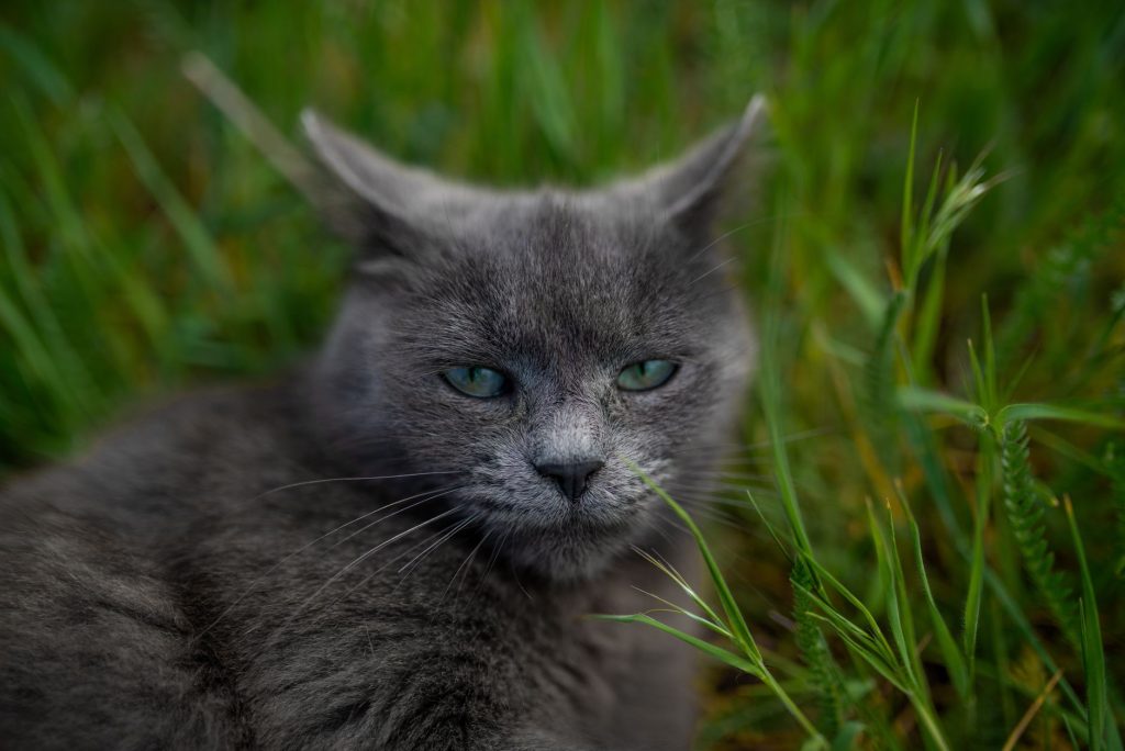 Complément alimentaire chat naturel : mon top senior