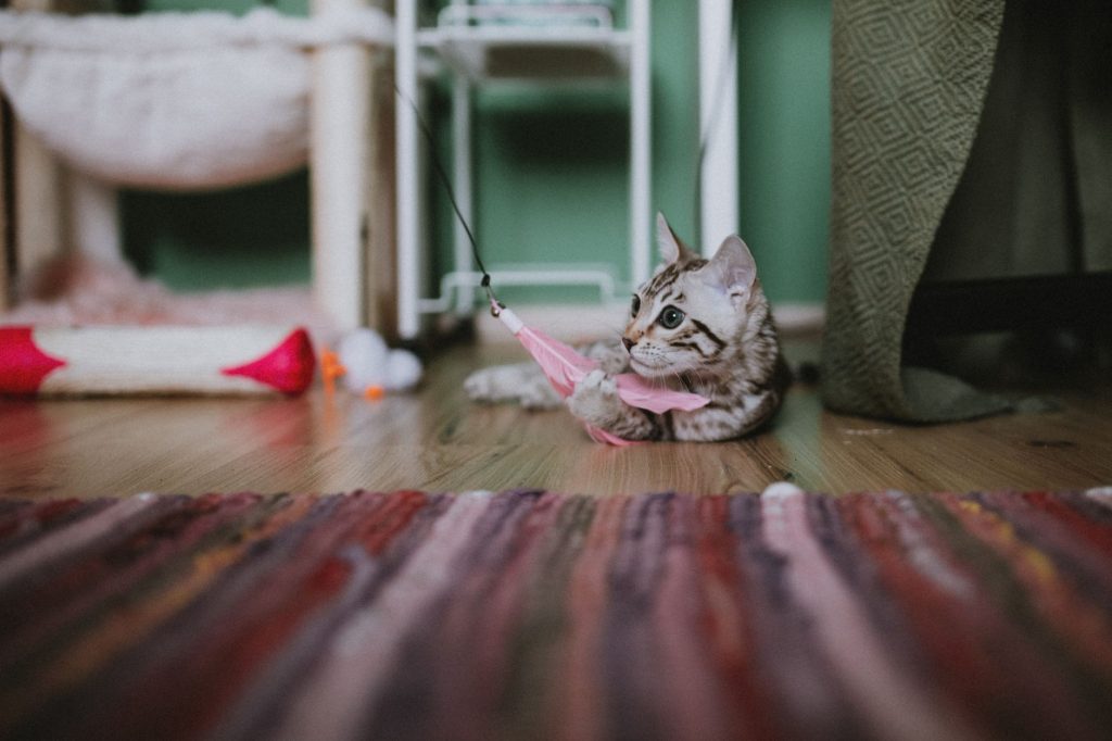Jouet chat naturel : ma sélection des 6 meilleurs (dont un secret japonais)