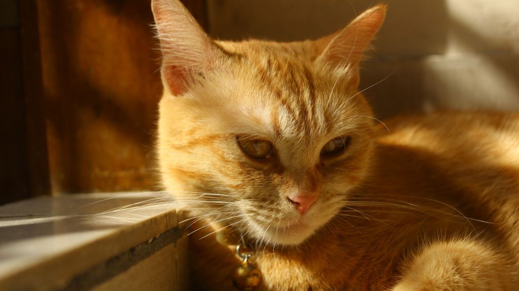 Enrichissement environnemental chat : guide complet
