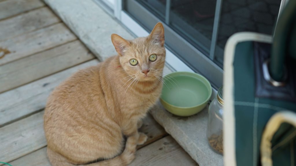 Chat végétarien possible ? La vérité d un vrai chat
