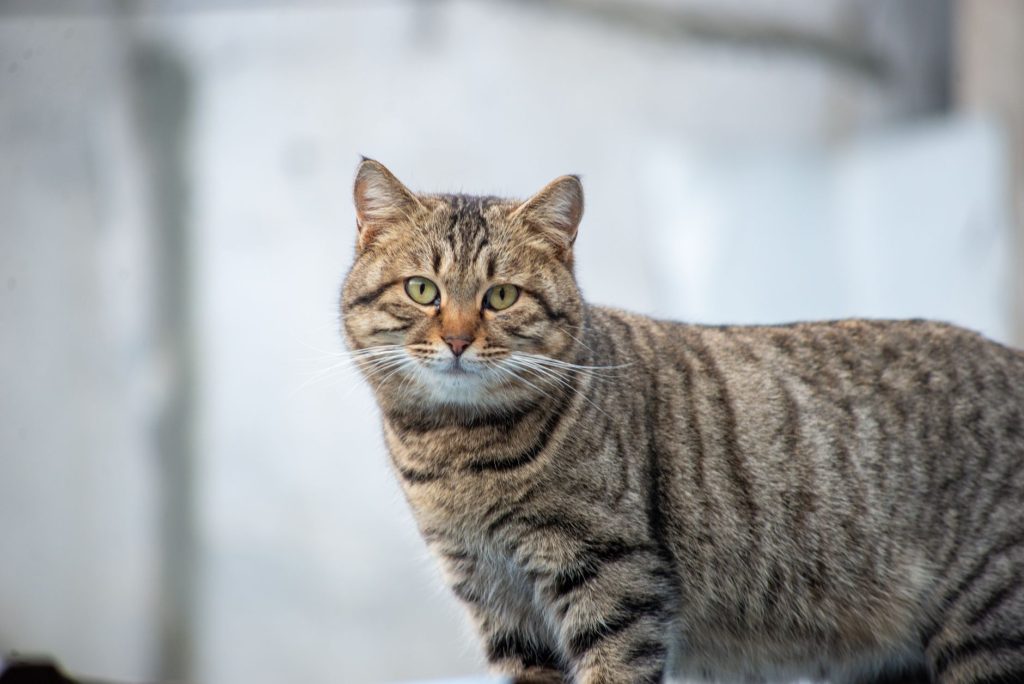 Guide : la santé naturelle du chat