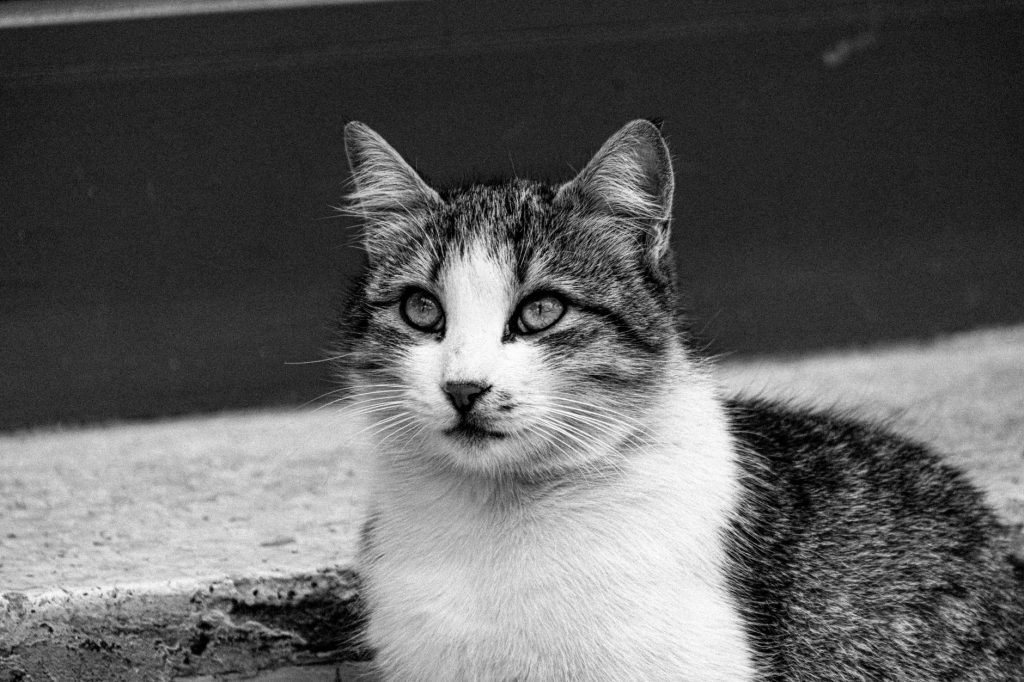 Huile essentielle chat danger : le guide vital