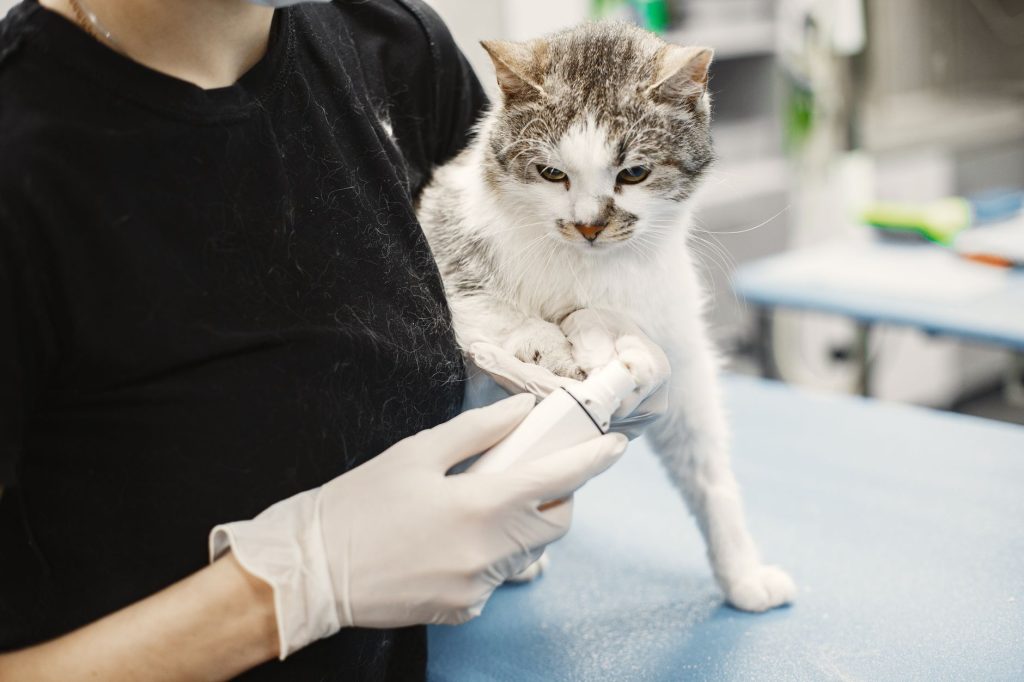 Soigner une otite de chat naturellement : guide complet