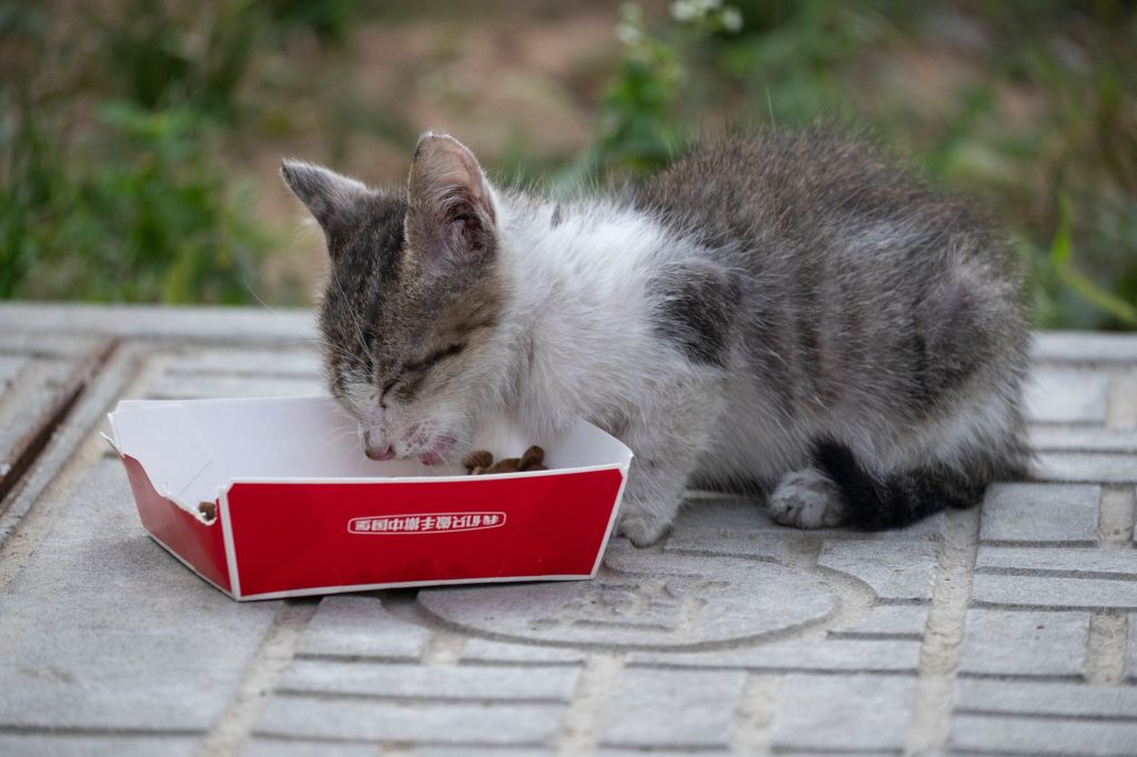 Sevrage du chaton : âge et étapes (guide complet)