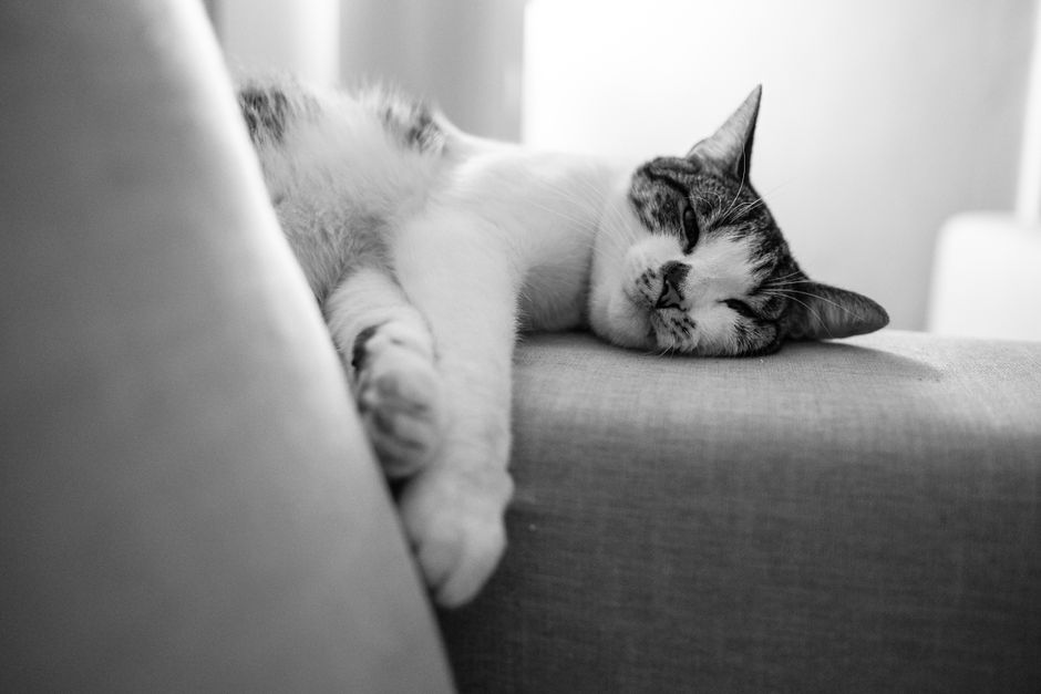Chat détendu endormi sur un canapé