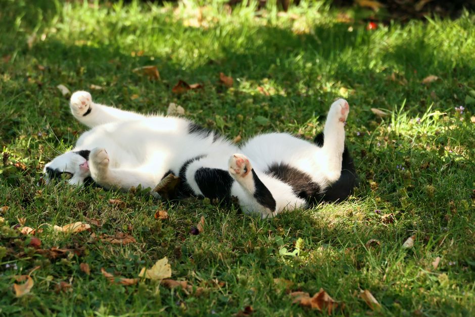 Chat allongé dans l'herbe au soleil