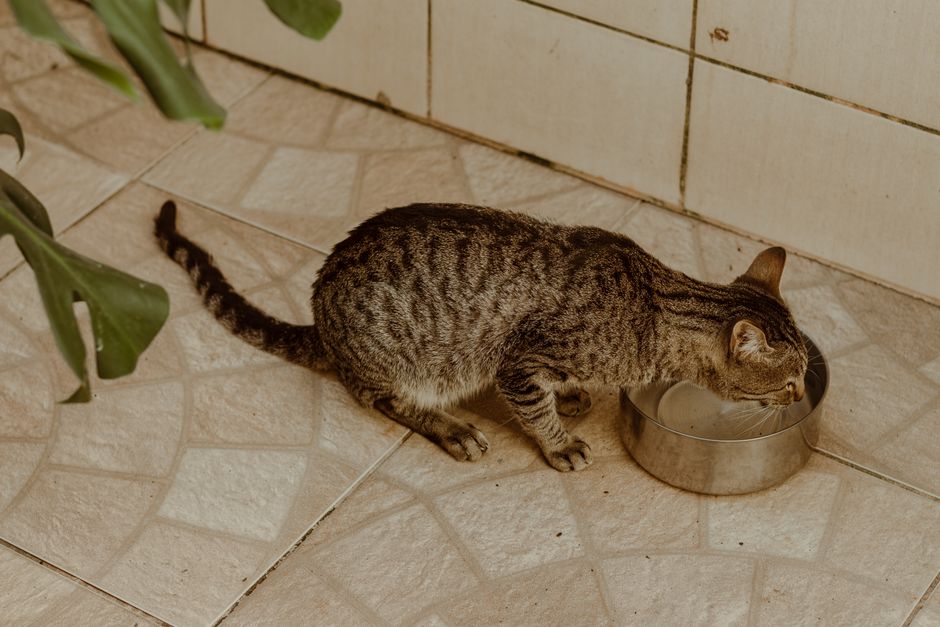 Chat buvant de l'eau dans une gamelle